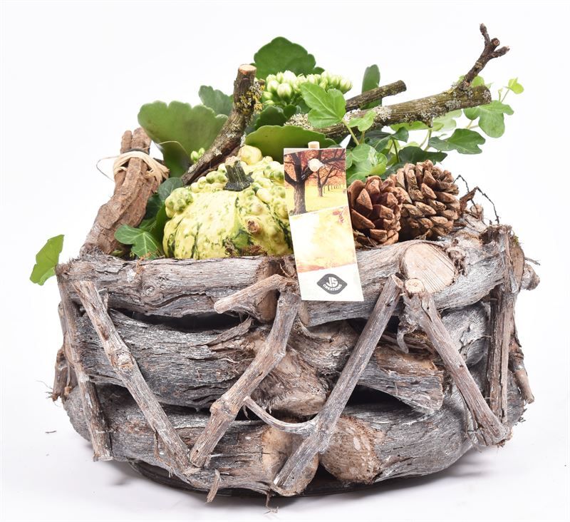 Natuur druivenhout 24cm, D 24 cm