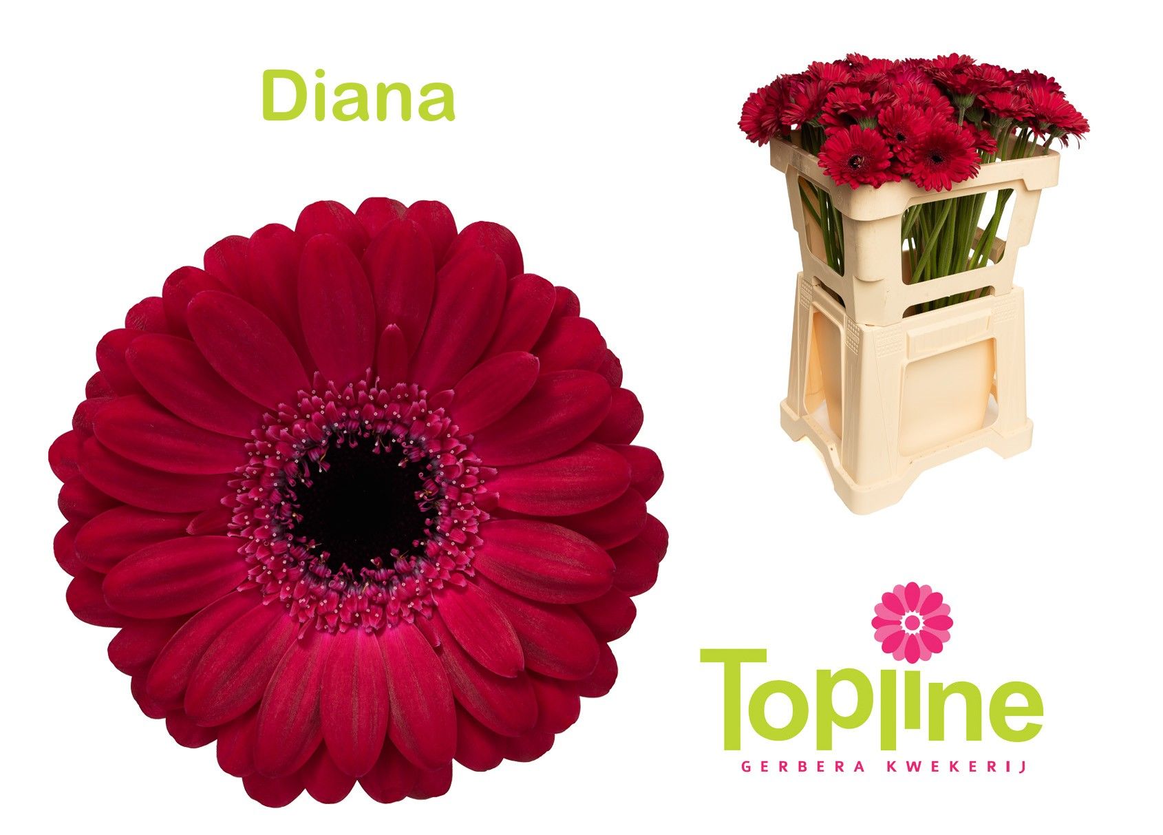 Гермини Диана, шт.