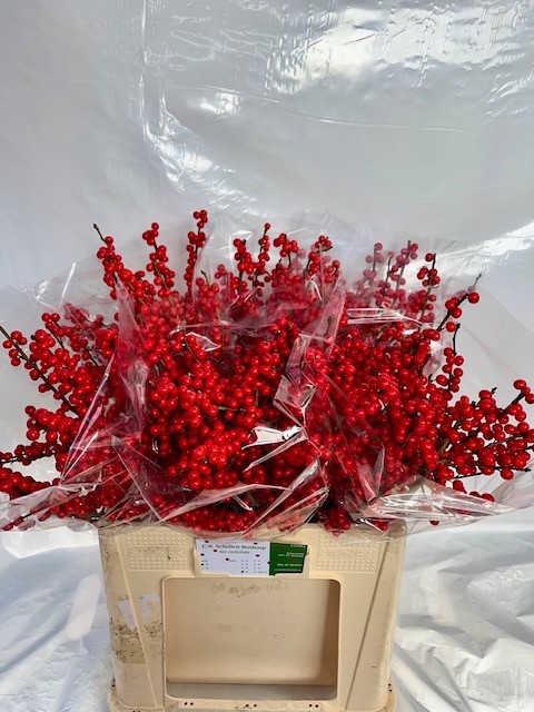 Илекс Красные ягоды 60, шт.