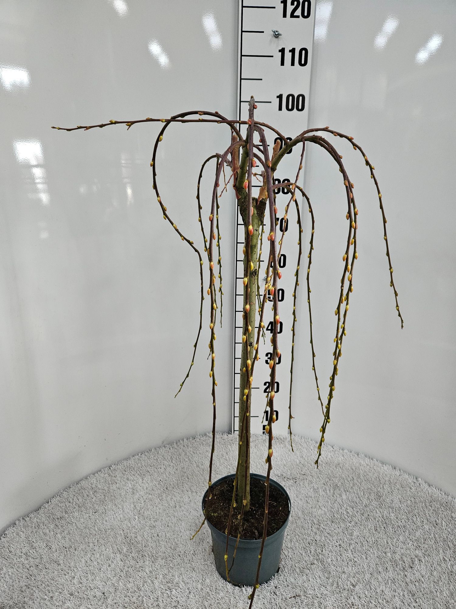 Salix caprea´Pendula`C3 60-, D 19 cm