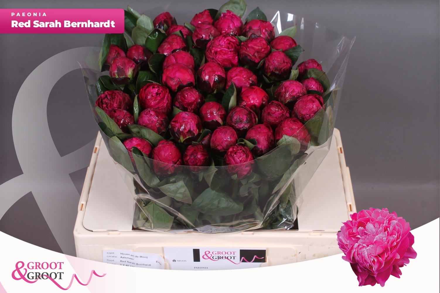 Пион Рэд Сара Бернар 55, шт.