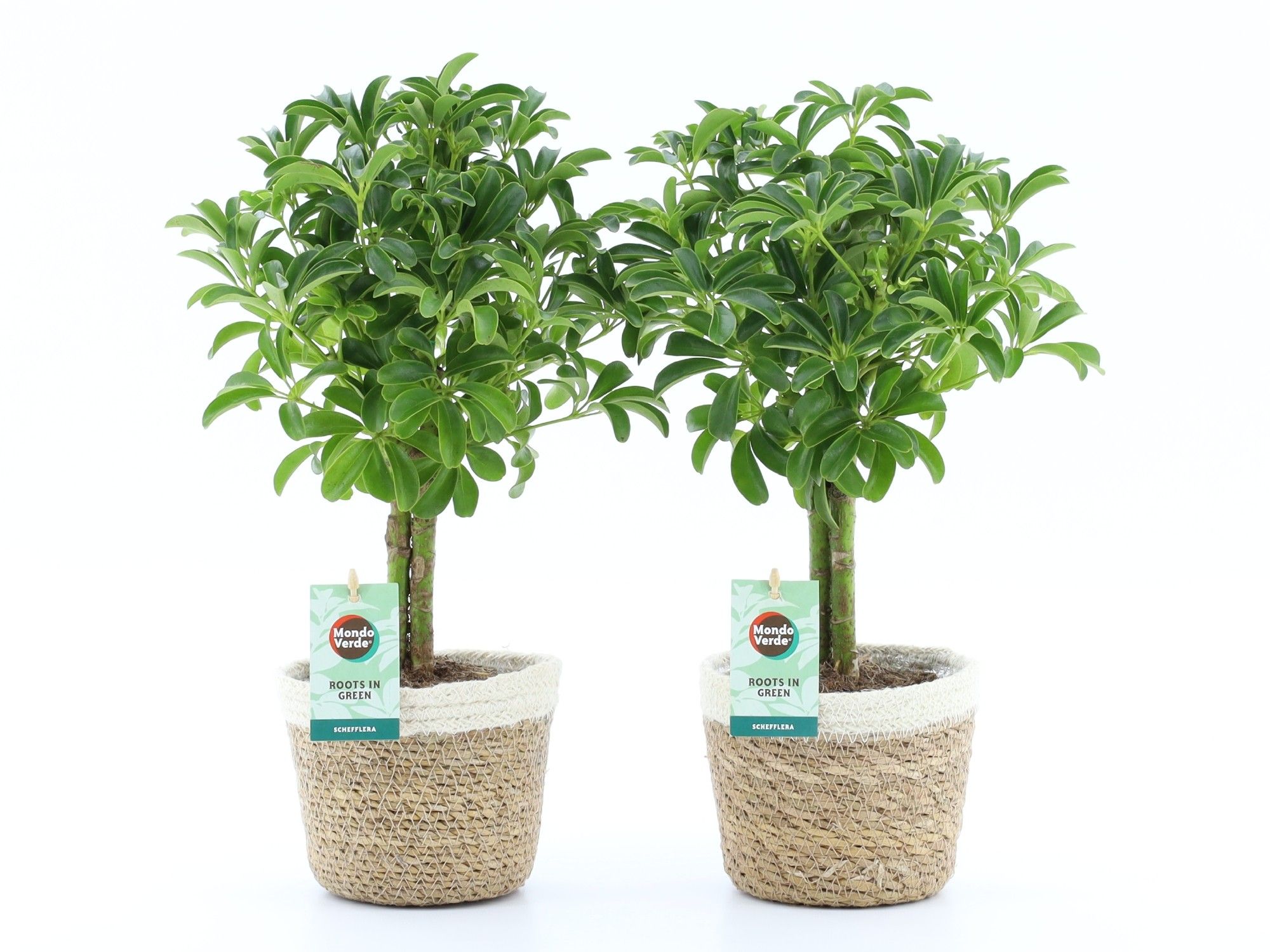 Schefflera Luseana in Noah Korb, D 14