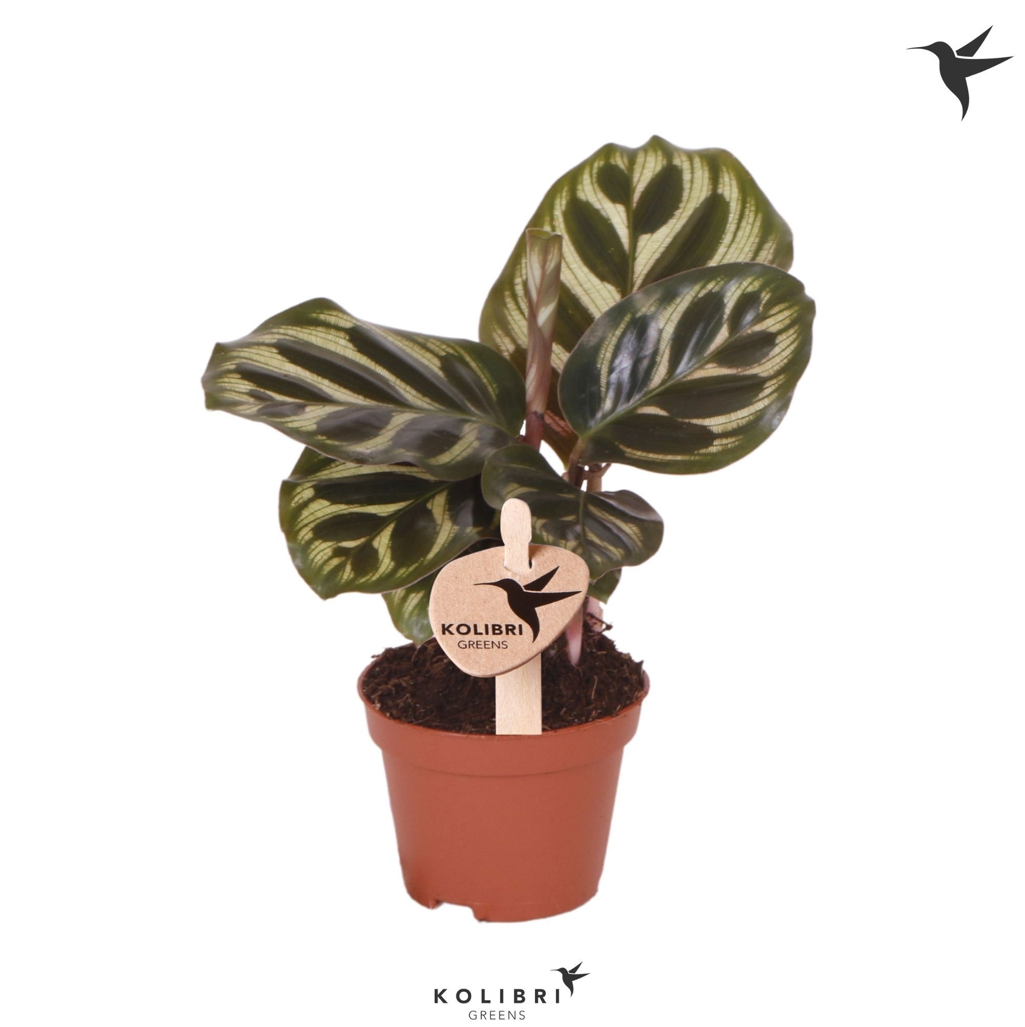 Kolibri Greens Calathea Makoyana, D 6