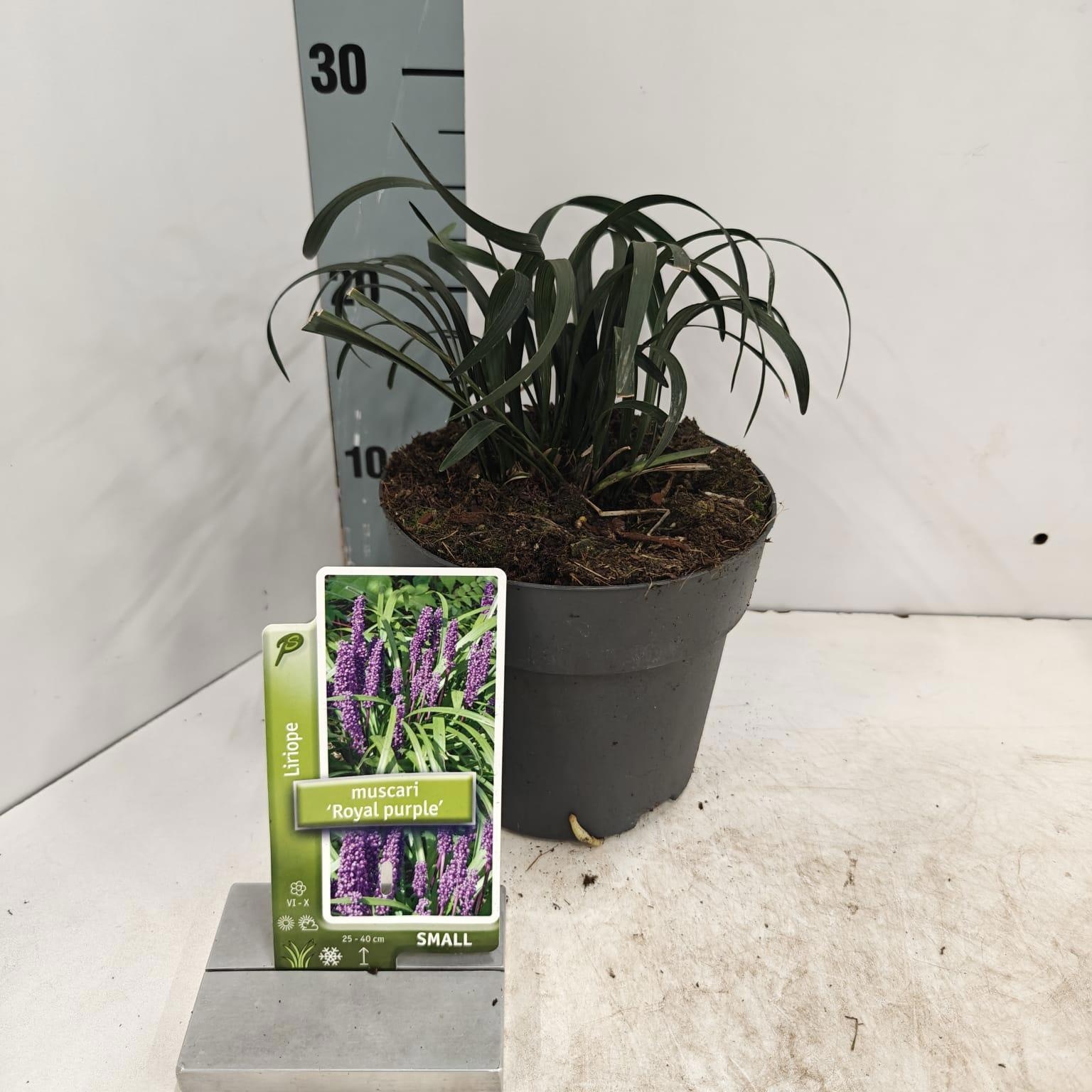 Liriope muscari 'Royal Purple', D 17