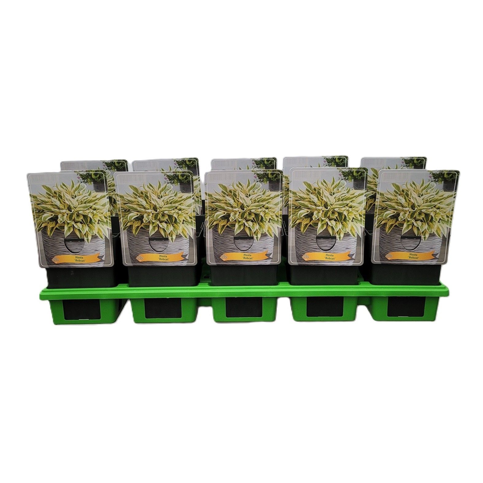 Hosta 'Bobcat' P11, D 11