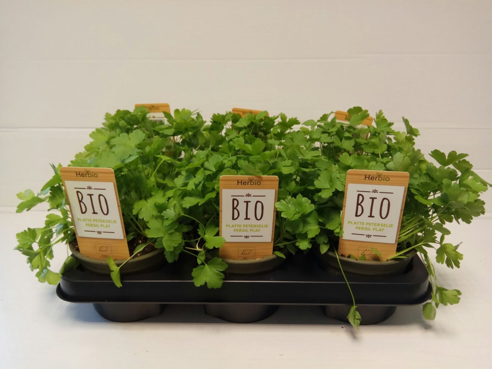 Peterselie Plat P12 HERBIO steker, D 12