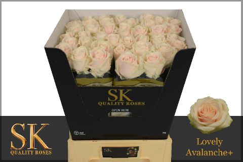 Роза од. Лавли Аваланш+ 70 (крем.), шт.