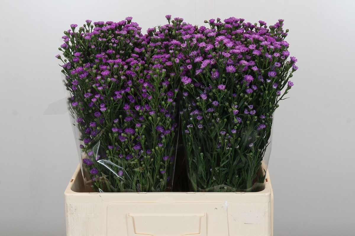 Астер Асти Мини Бэби Пинк 60, шт.