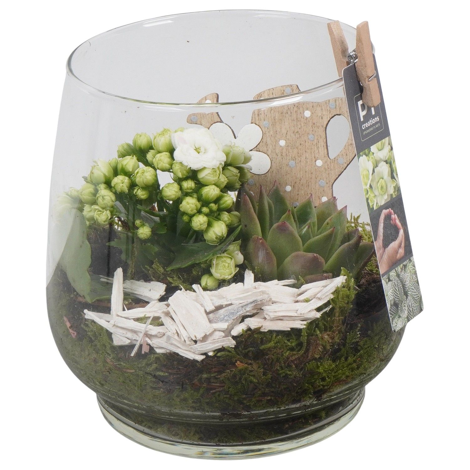 PTIG1494 Arrangement Indoor in glas vaas, D 16 cm PTIG1494 Arrangement Indoor in glas vaas, D 16 cm