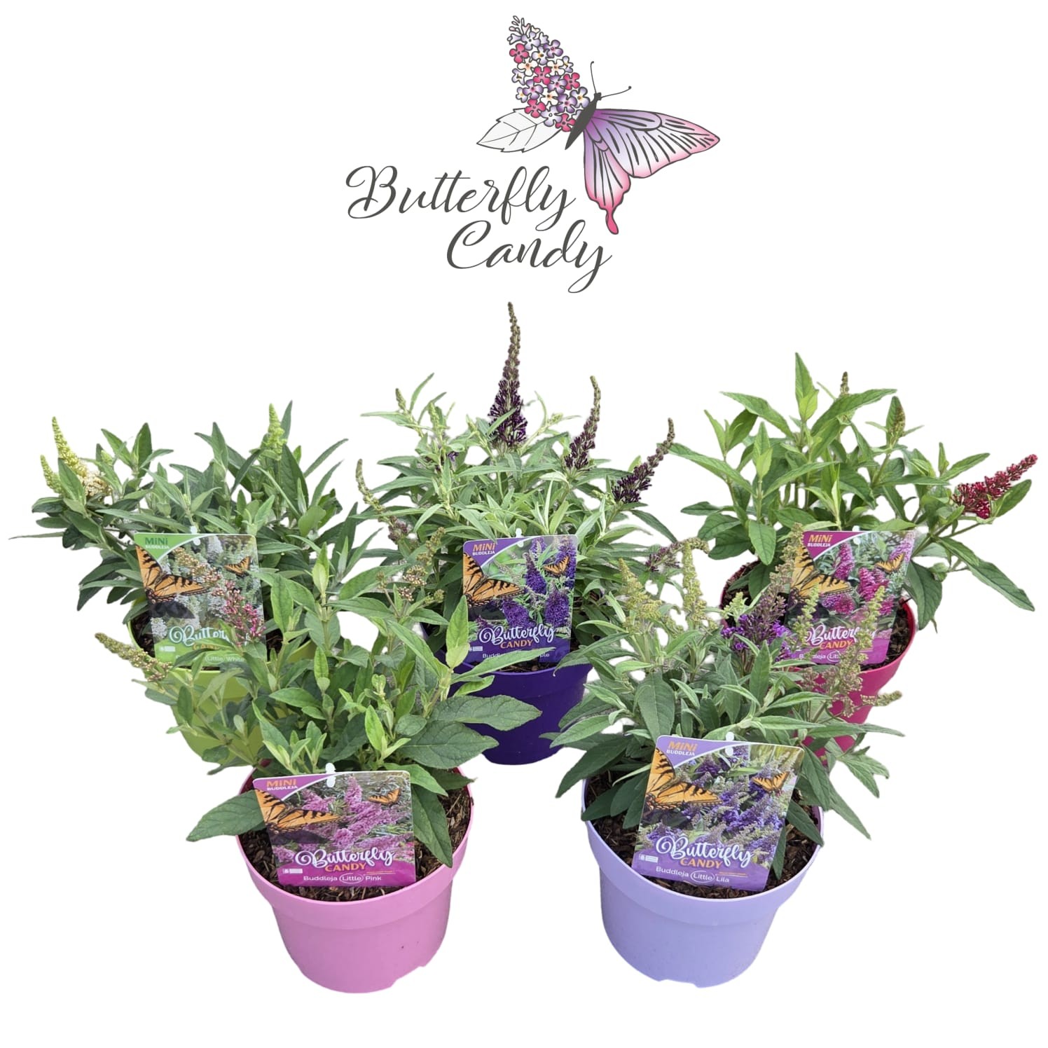 Buddleja d. 'Little Butterfly Candy' ® Mix, D 19