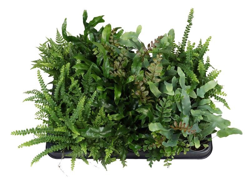 FERN MIX 'MIX', D 6 cm FERN MIX 'MIX', D 6 cm
