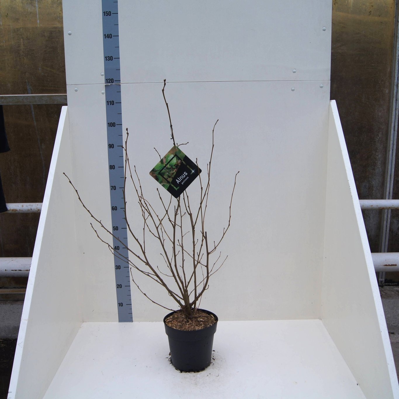 Alnus glutinosa, D 24