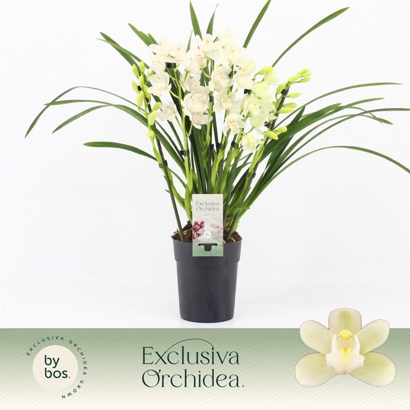 Cymbidium p14 Ice Dance 5T, D 14