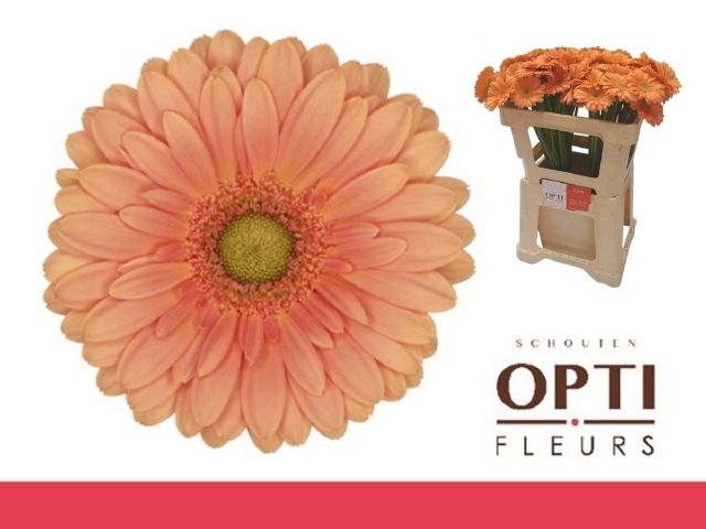 Гермини Кава, шт.