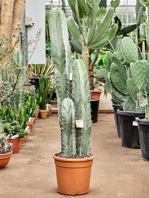 Stenocereus pruinosus, D 30