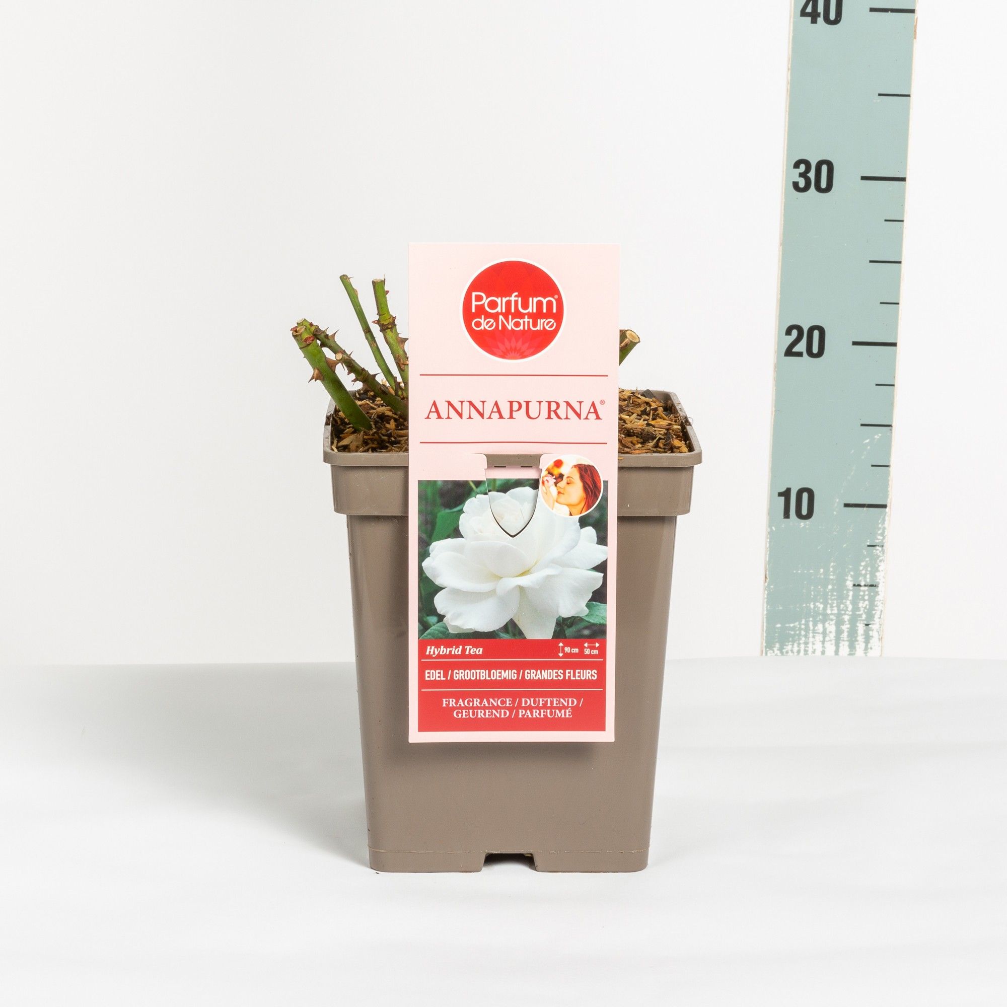 Rosa Annapurna ® 'Parfum de Nature', C5, D 23