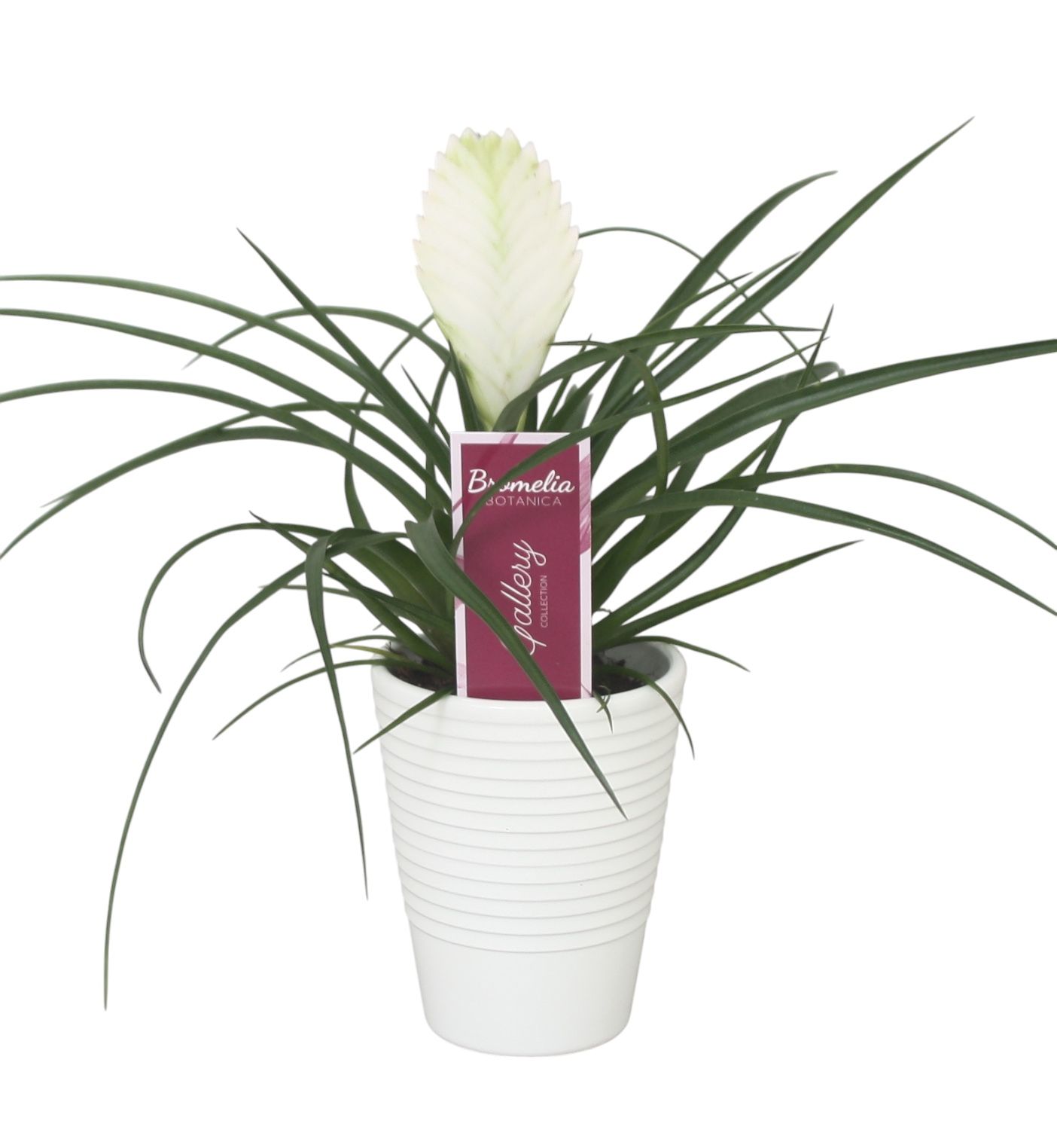Tillandsia cyanea 'Biancini' in wit ribbel keramiek, D 11