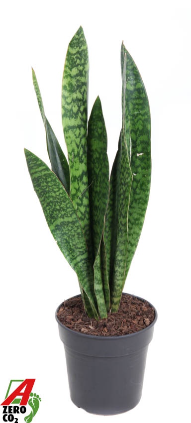 Sansevieria Jamaiquina P21, D 21 cm Sansevieria Jamaiquina P21, D 21 cm