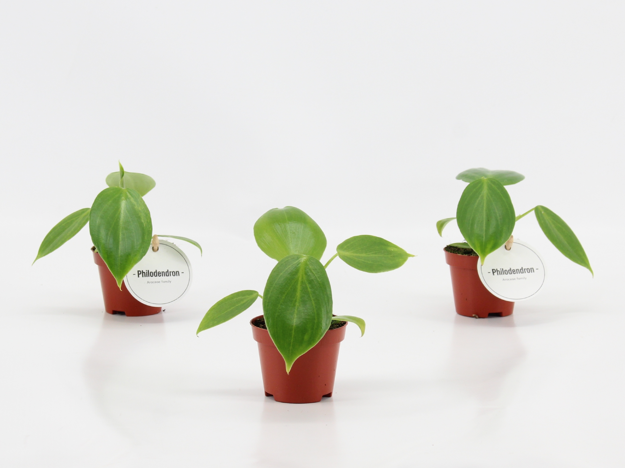 Philodendron Pittieri, D 6