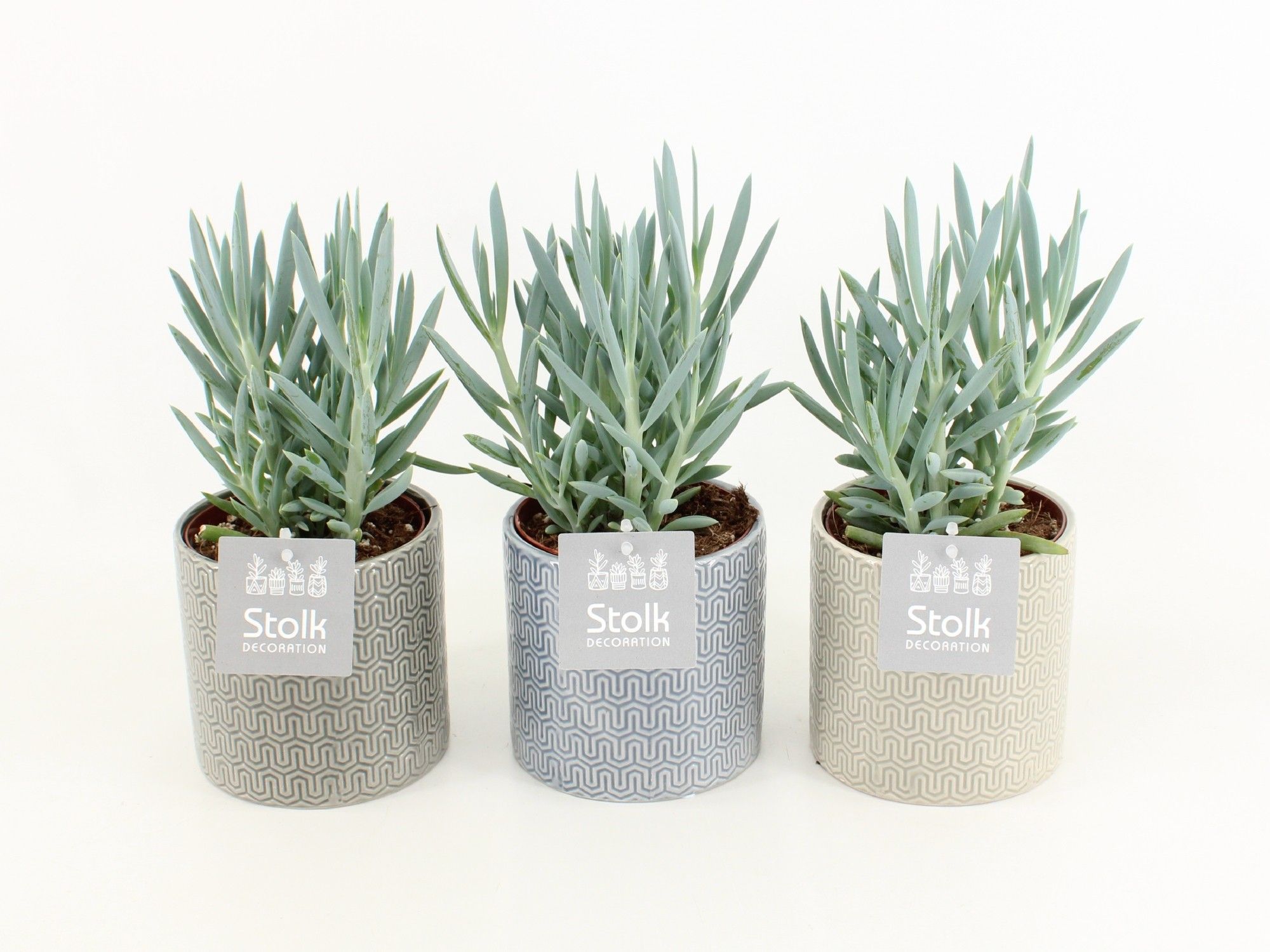 Senecio Curio Ficoides Mount Everest in Gaia keramiek, D 13