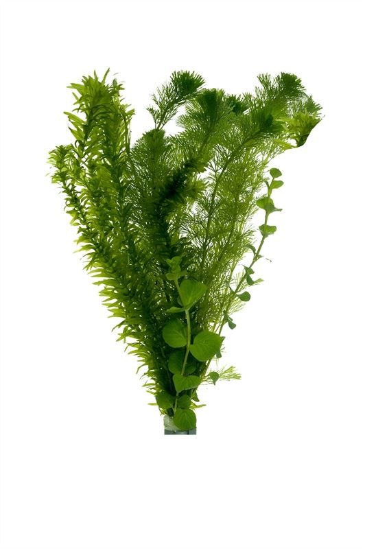 Viskombosjes 3 srt. beker medium, D 12