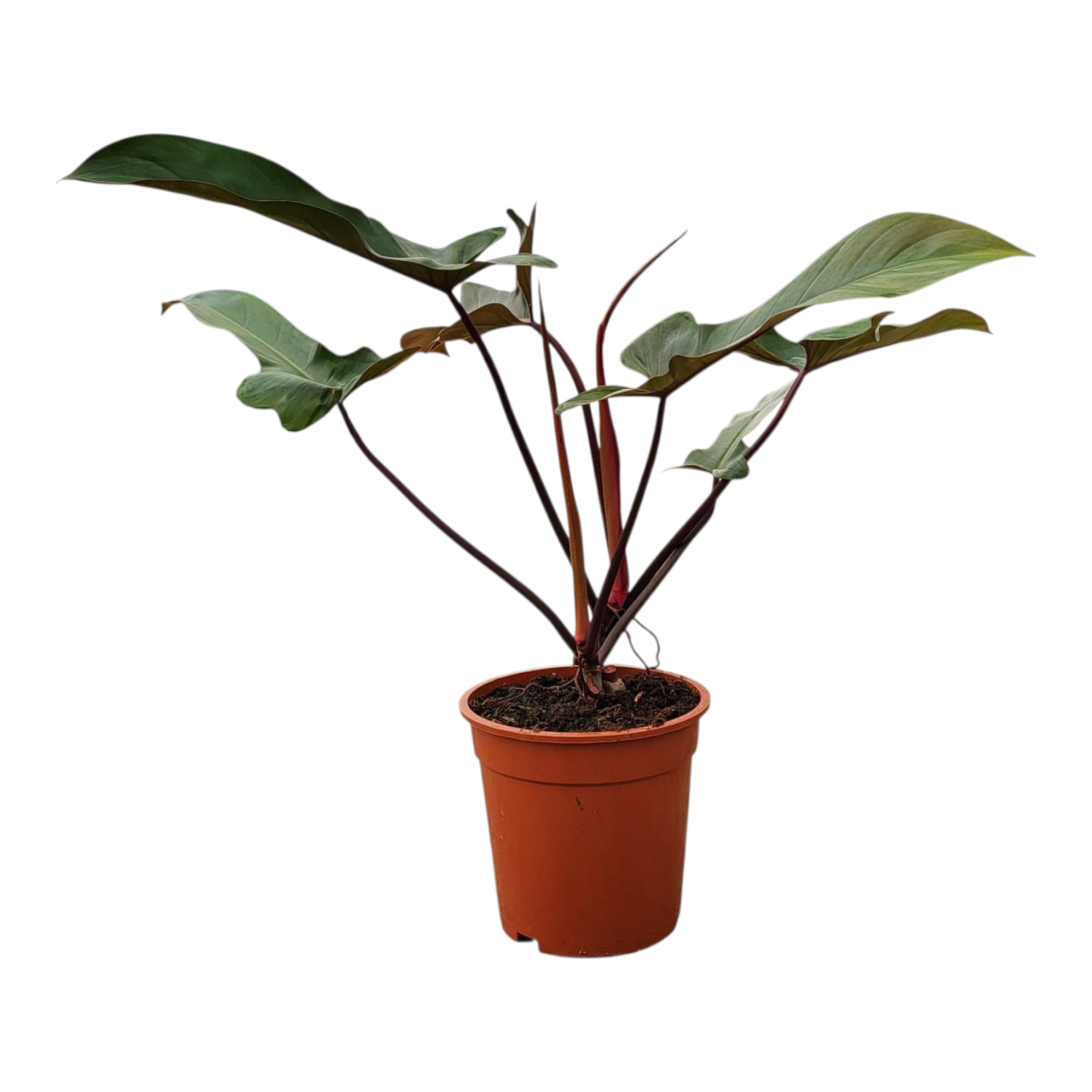 Philodendron Florida Bronze, D 17