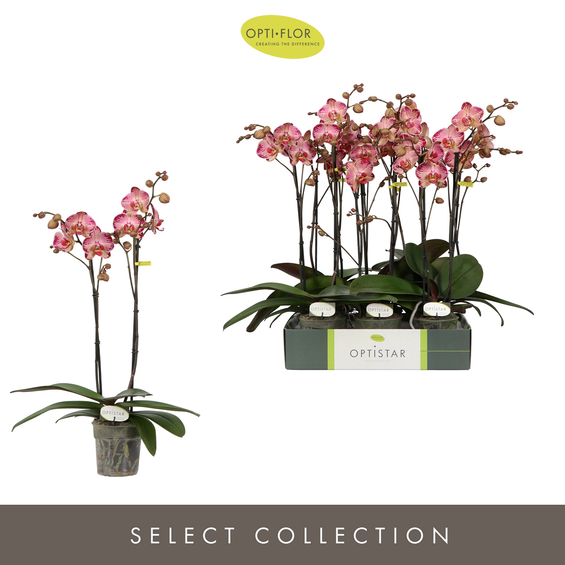 Optistar Gaga 2 spike, D 12 cm