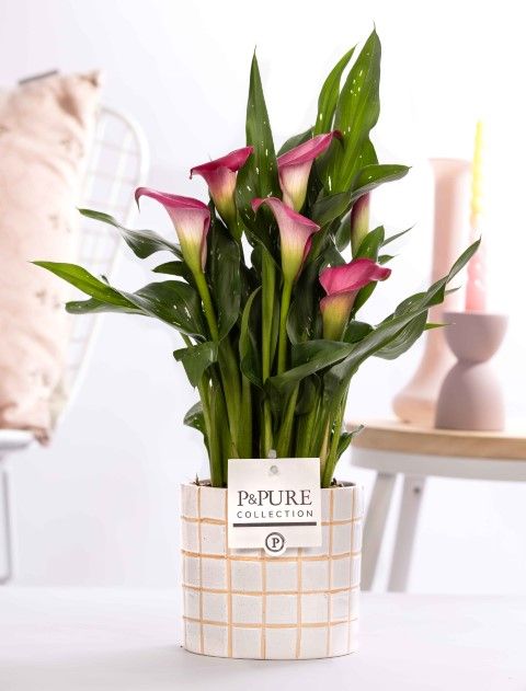 Zantedeschia pink in P&PURE Tirza ceramics, D 12