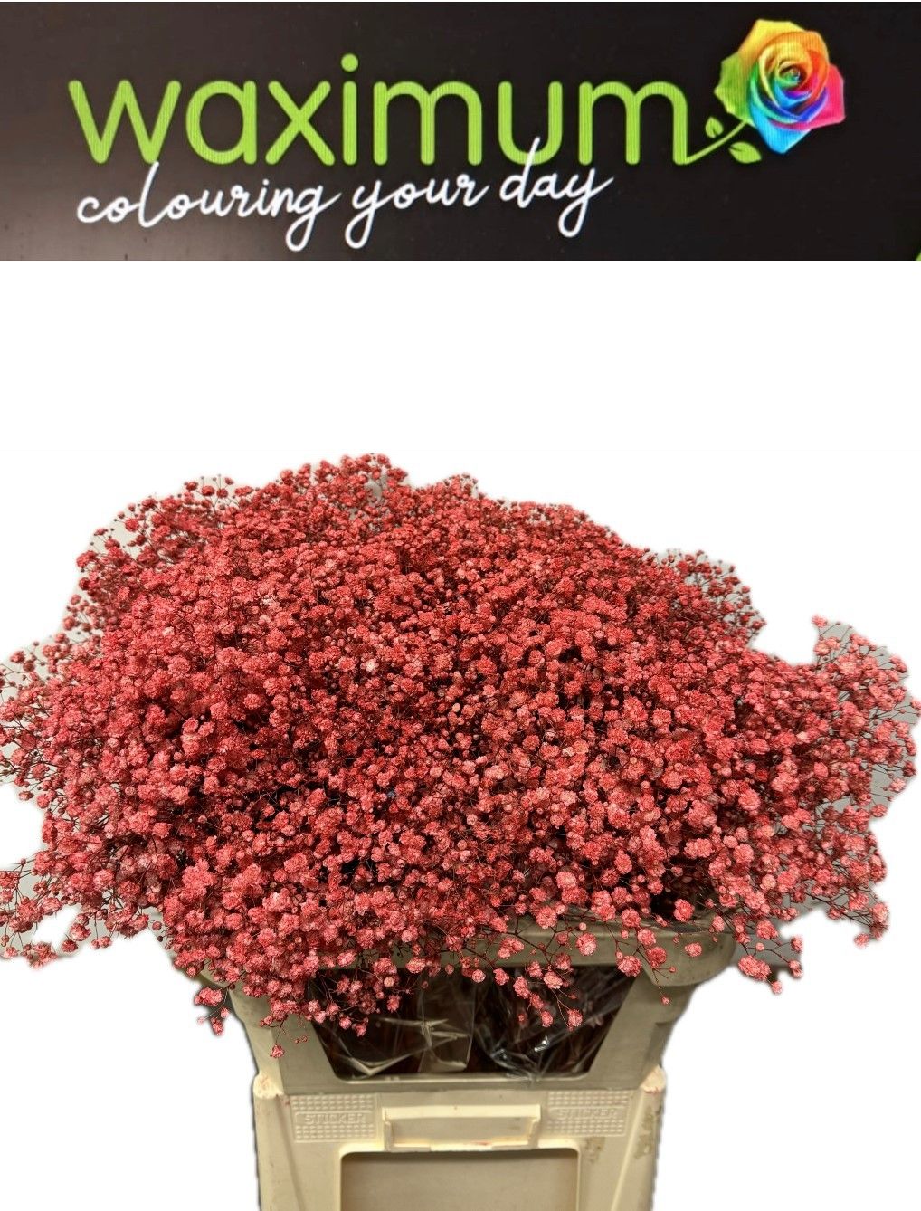 Гипсофила Овериг Крашеная (краш. ) 80, шт.