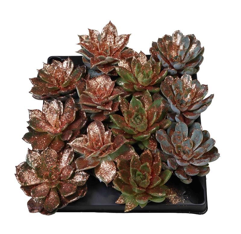 ECHEVERIA-HYBRID Mix, D 6 cm