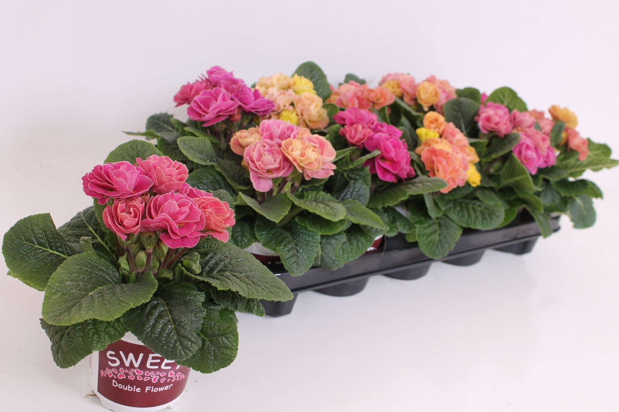 Primula Sweet Specials - Ruben Antique Rose, D 11