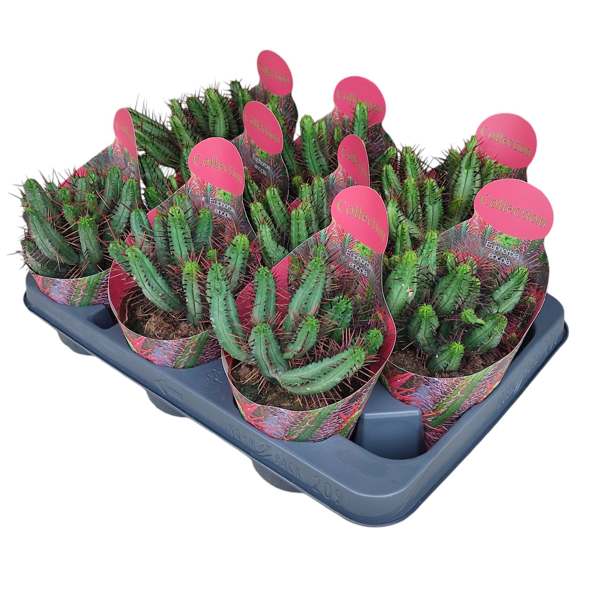 EUPHORBIA ENOPLA - POT Ø 10,5 - COLLECTION WITH POTCOVER (SUCCULENTEN), D 10,5