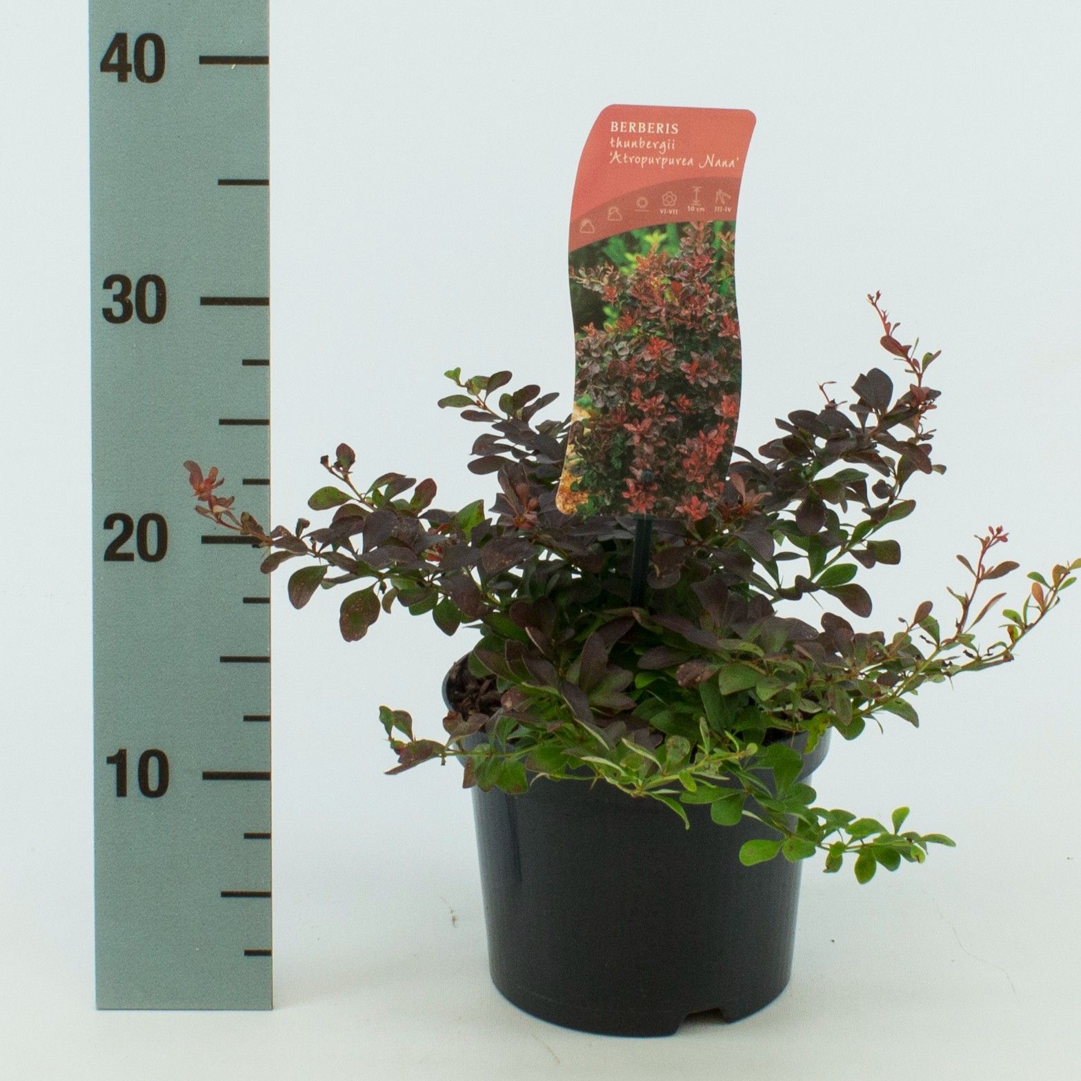 Berberis thunbergii 'Atropurpurea Nana', D 17
