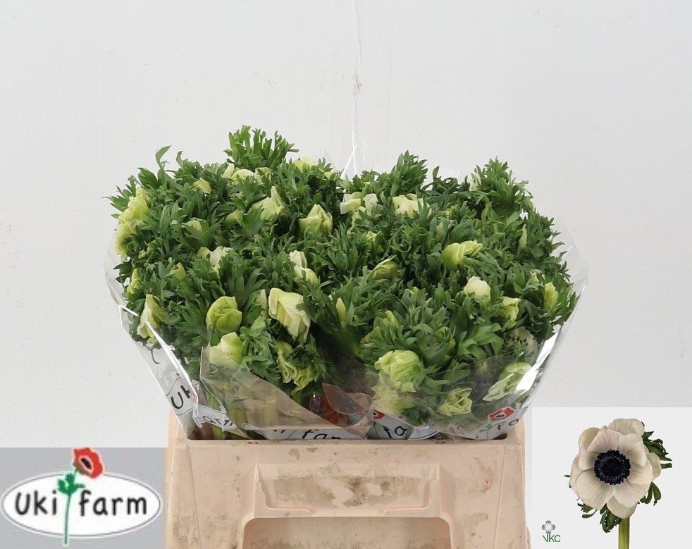 Анемон Галил Вайт 35 (бел.), шт.