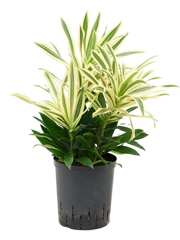 Pleomele (Dracaena) reflexa 'Song of Sri Lanka', D 18