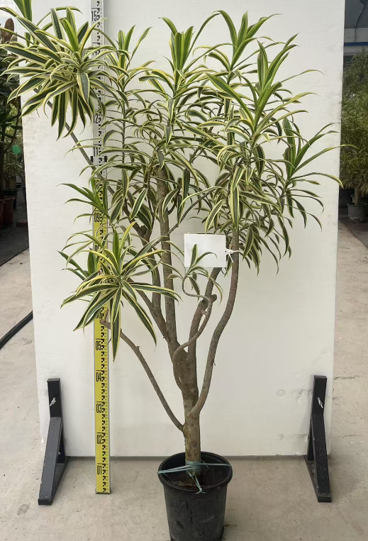 Драцена Шапед голд-едгед лили бамбук вайт хангинг таг 18 140