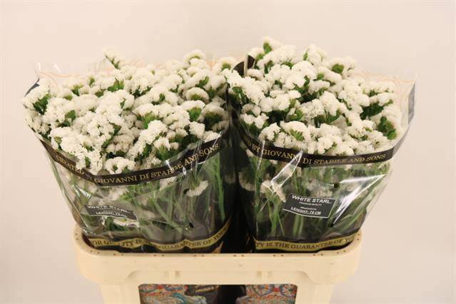 Статица Вайт Старлайт Вингз 75 (бел.), шт.