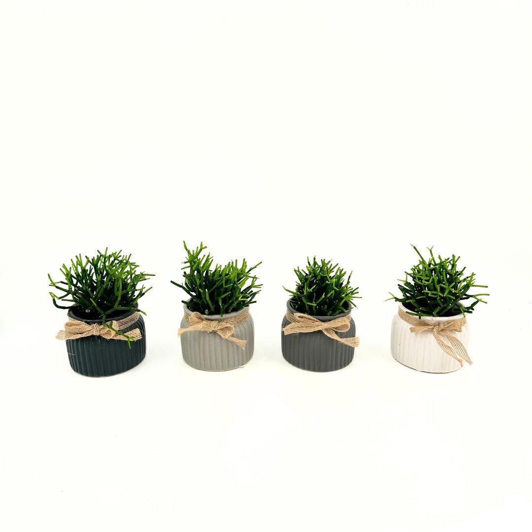 Mini Hatiora "Dancing Bones" in Special pot (EH2238), D 6 cm