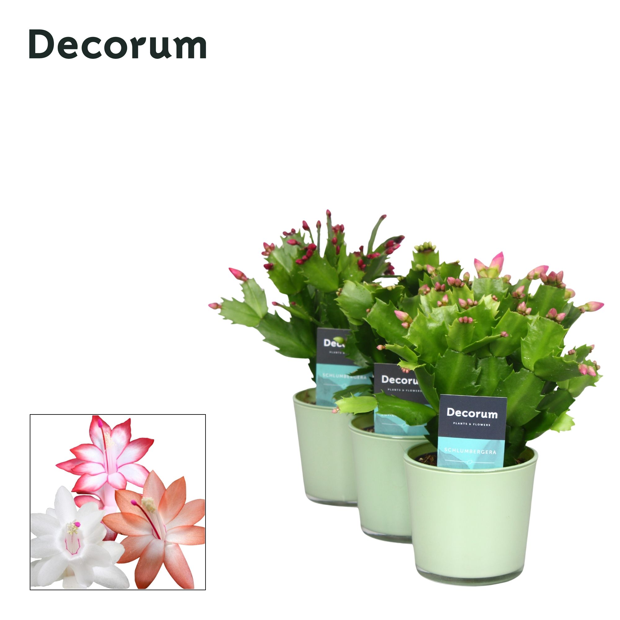 Schlumbergera - 9 cm - Glaspot Nashville mix Hemlock- Decorum, D 9