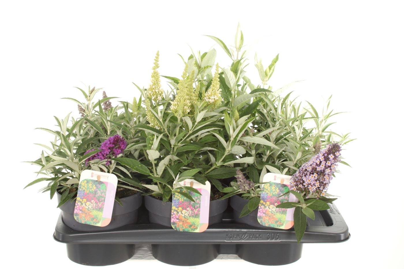 Buddleja Butterfly Candy mix, D 17