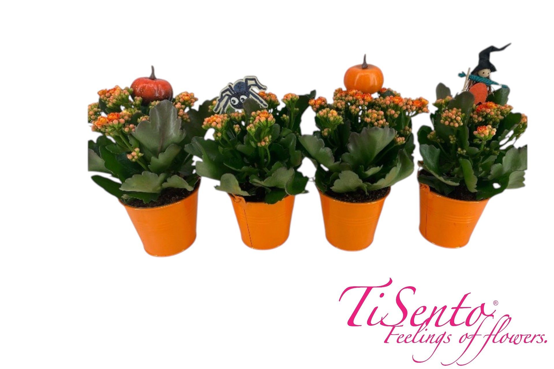 TiSento Calandiva (12cm) Zinken emmer + Halloween steker, D 12 cm