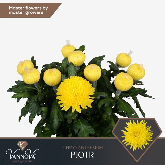 Хризантема од. Петр 70, шт.