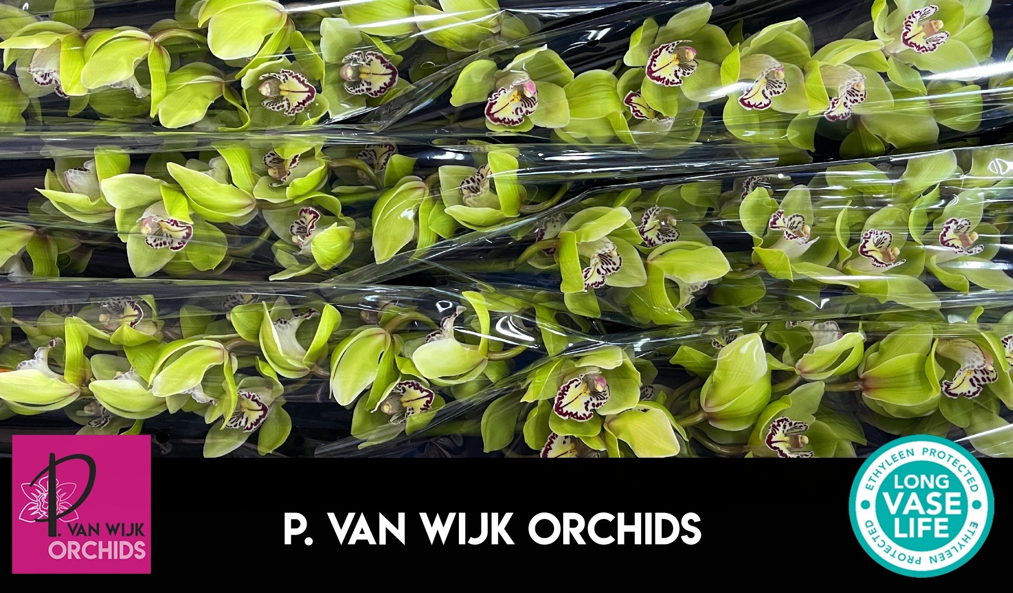 Цимбидиум Мистер Робин Гуд x6 80, шт.