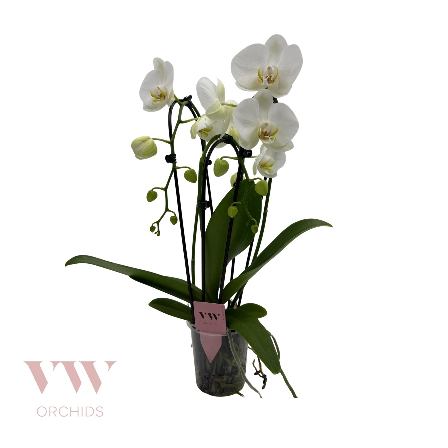 Phalaenopsis Cascade 3 tak Wit, D 12