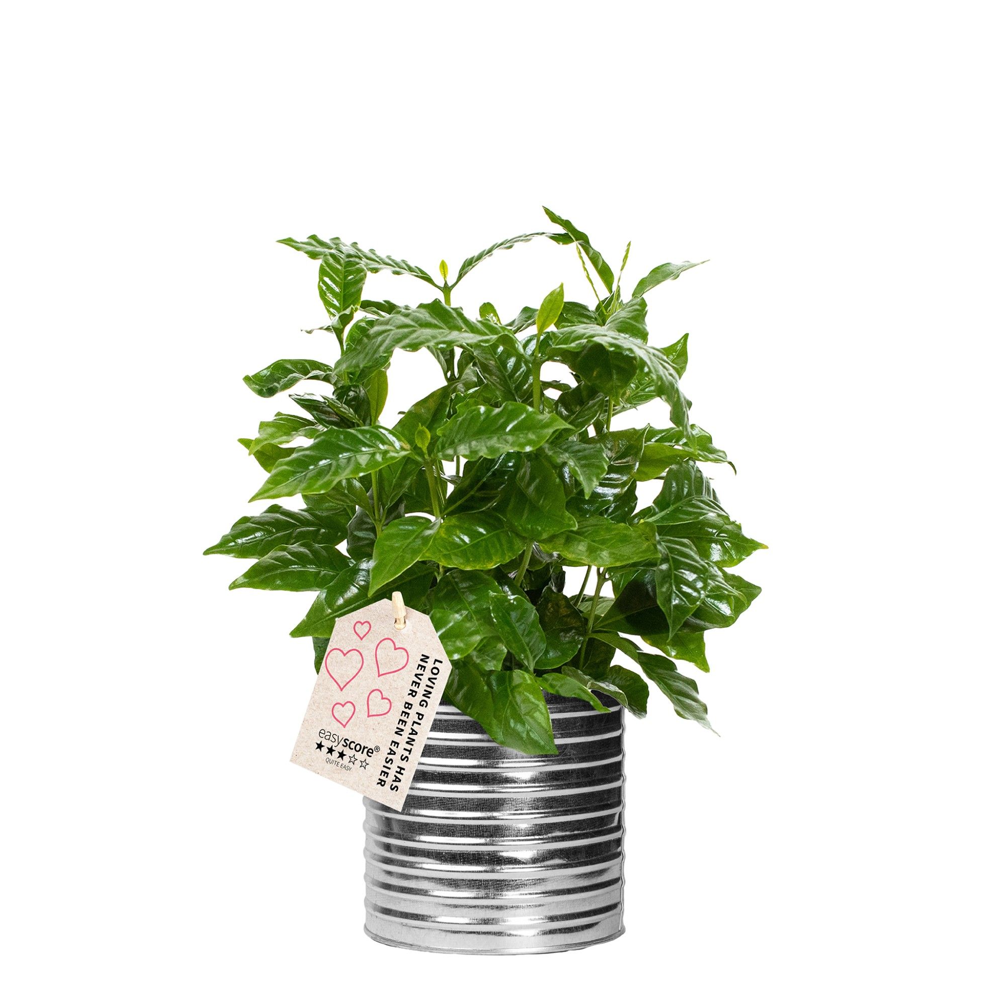 Zink Can, Coffea arabica, D 12 cm