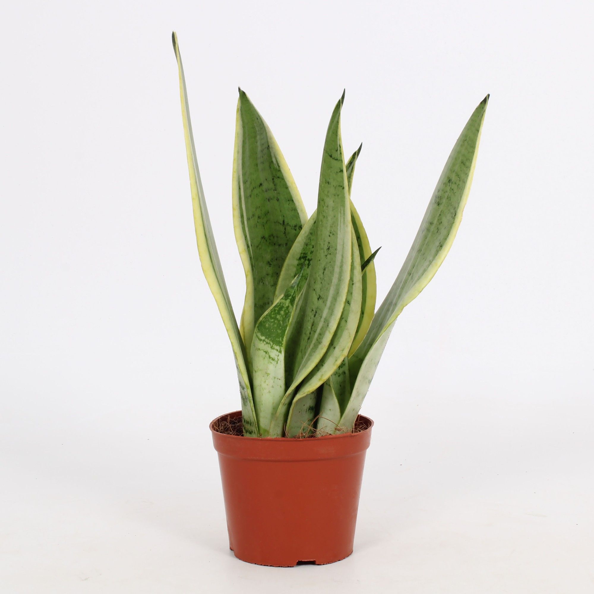 Sansevieria Snow White 12cm, D 12 cm Sansevieria Snow White 12cm, D 12 cm