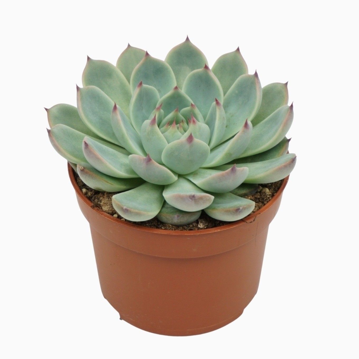 Echeveria parva lindsayana 10,5 cm, D 10,5