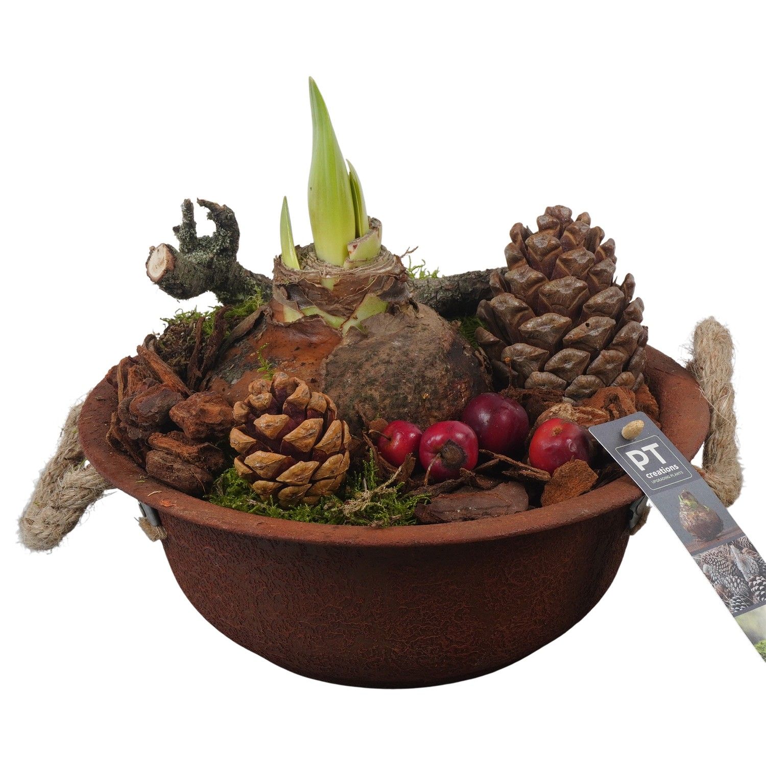 PTAA7526 Arrangement Amaryllis in metalen schaal, D 24 cm