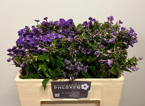 Флокс Крисси 50, шт.