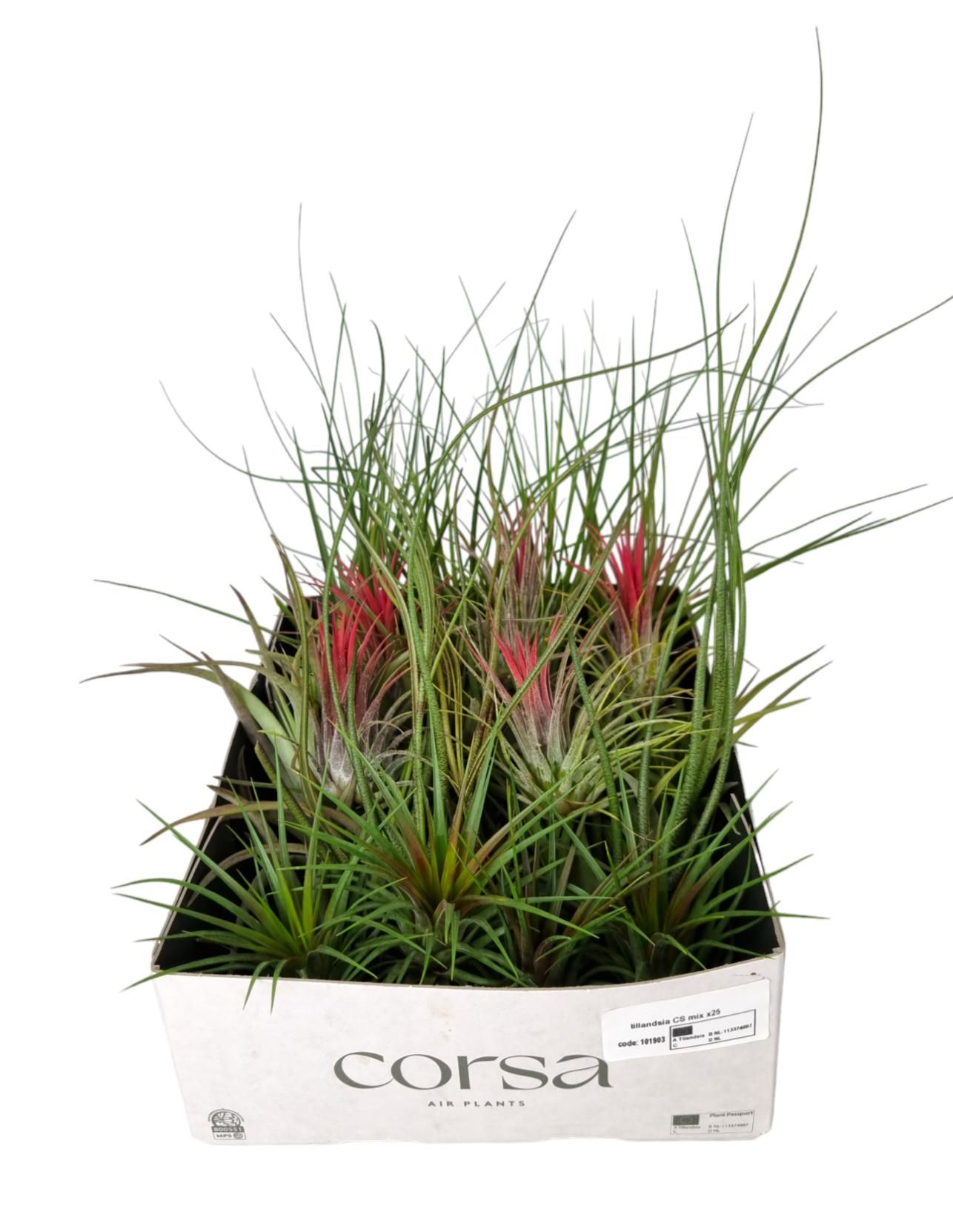 Tillandsia CS mix x25, D 7
